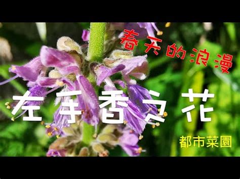 左手香 風水|左手香開花風水：點解會影響運程？